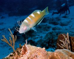 Puddingwife, taken in Bonaire with a Nikonos V, 35mm lens... by Charles Heath 